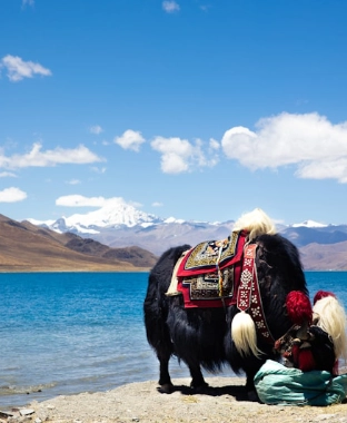 Tibet